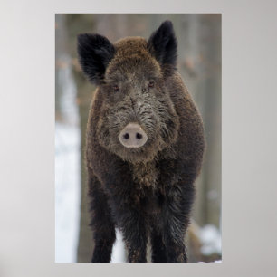 Wild boar in snow poster