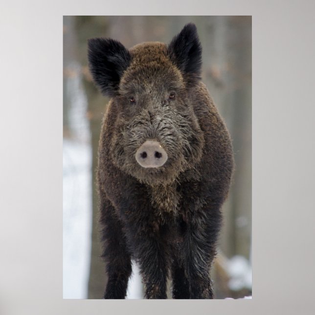 Wild boar in snow poster (Front)