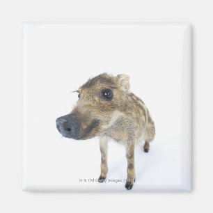 Wild boar magnet