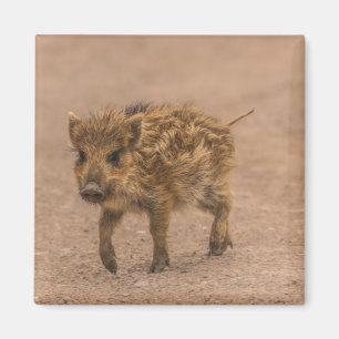 Wild Boar Piglet Magnet