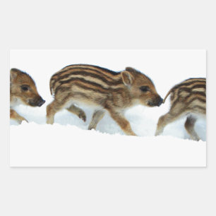 Wild Boar Piglets In The Snow, Germany Rectangular Sticker