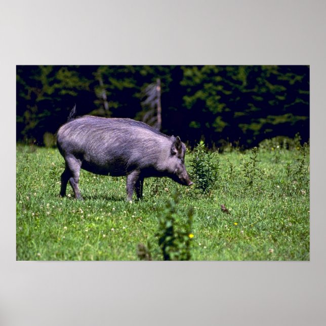 Wild Boar Poster (Front)