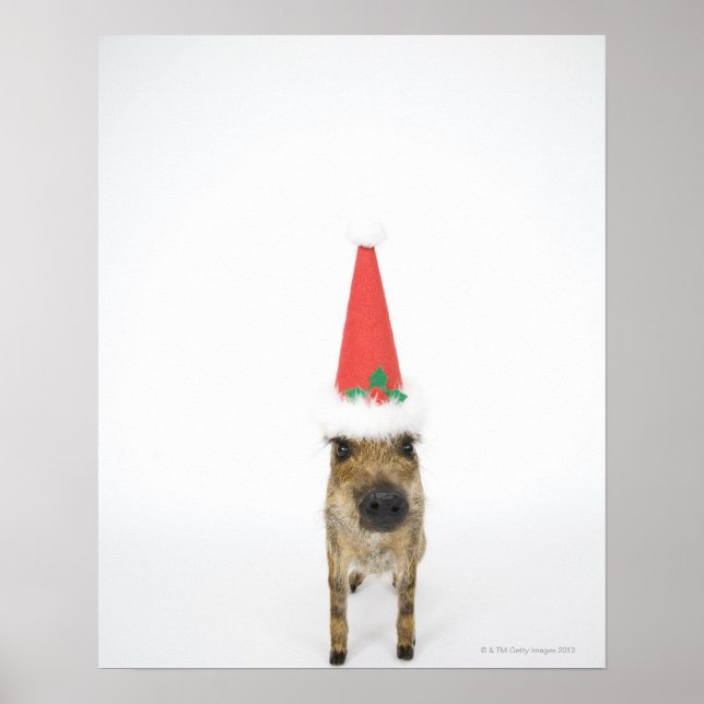 Wild boar with Christmas hat Poster (Front)