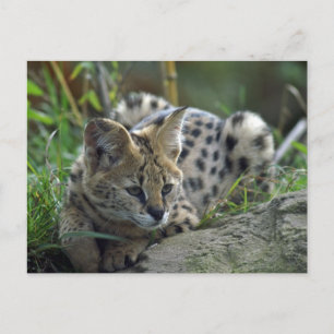 Wild Bobcat Postcard