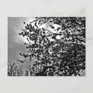 Wild branches postcard