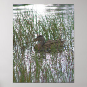 Wild Brown Duck In Pond Nature Poster