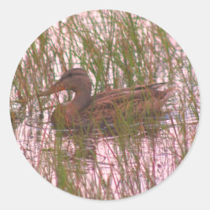 Wild Brown Duck Nature  Classic Round Sticker