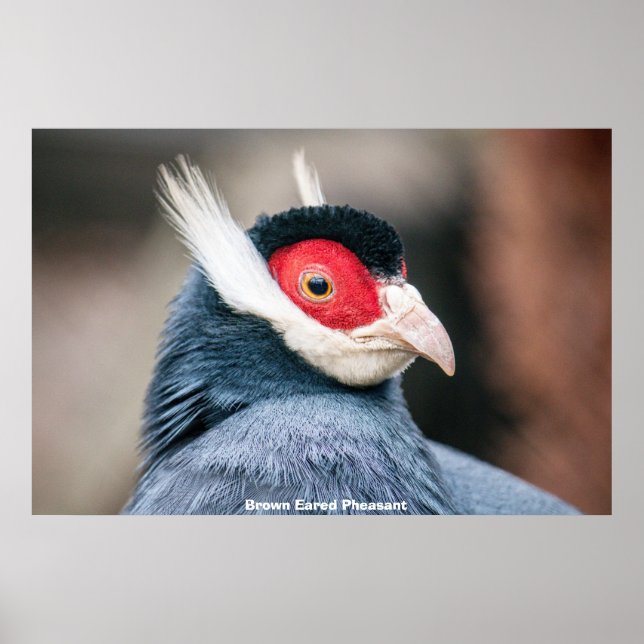 Wild Brown Eared Pheasant Poster (Front)