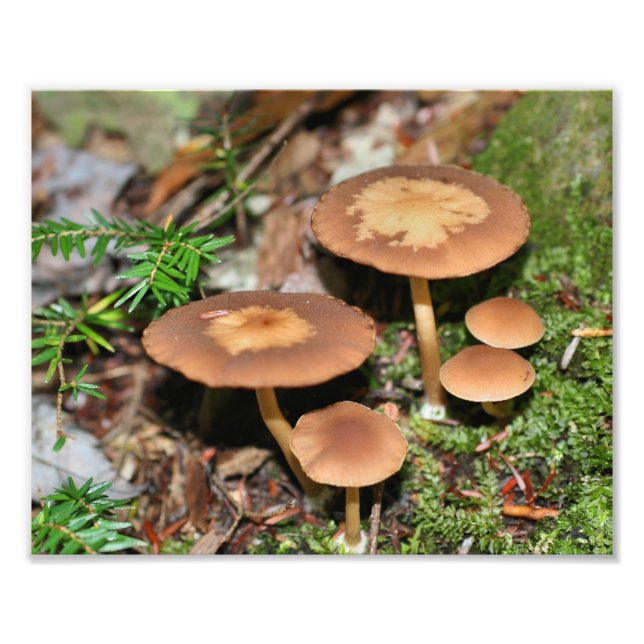 Wild Brown Mushroom Cluster 8x10 Photo Print (Front)