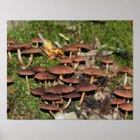 Wild Brown Mushroom Cluster Nature