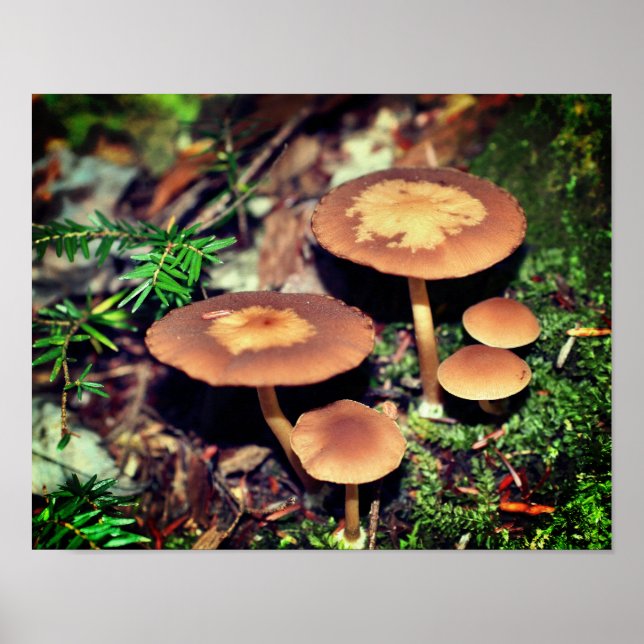 Wild Brown Mushroom Cluster  Poster (Front)