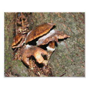 Wild Brown Mushrooms 10x8 Nature Print
