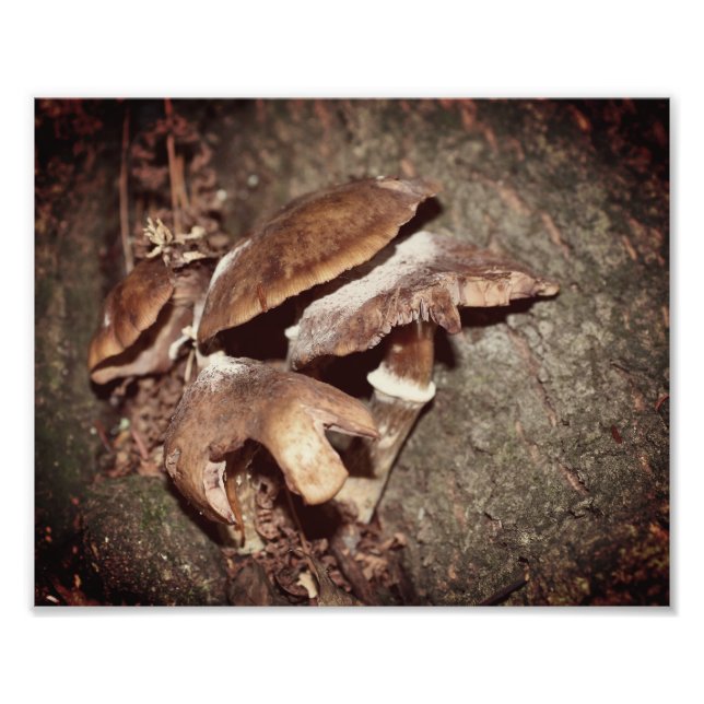 Wild Brown Mushrooms In Tree Crevice 8x10 Photo Print (Front)