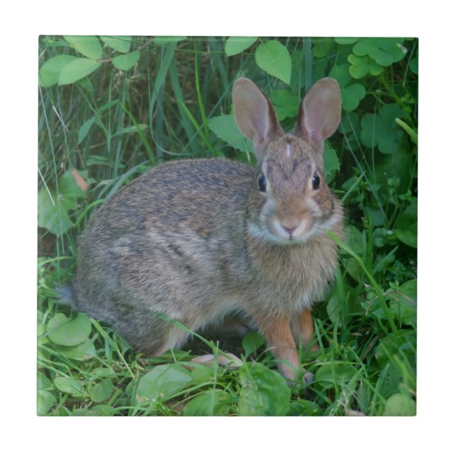 Wild Brown Rabbit Animal Ceramic Tile (Front)