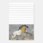 Wild Buckskin Appaloosa Horse