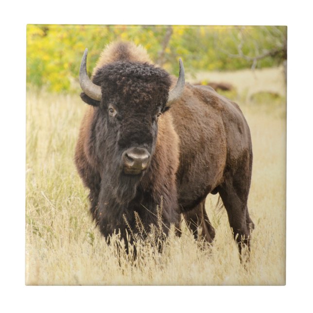 Wild Buffalo in a Field Ceramic Tile (Front)