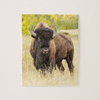 Wild Buffalo in a Field Jigsaw Puzzle