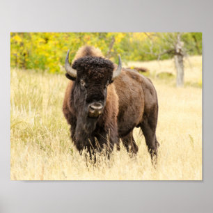 Wild Buffalo in a Field Poster