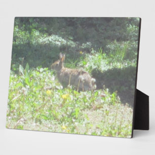 Wild Bunny Plaque