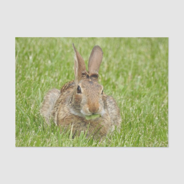 Wild Bunny Rabbit Eating Grass  Tissue Paper (Front)