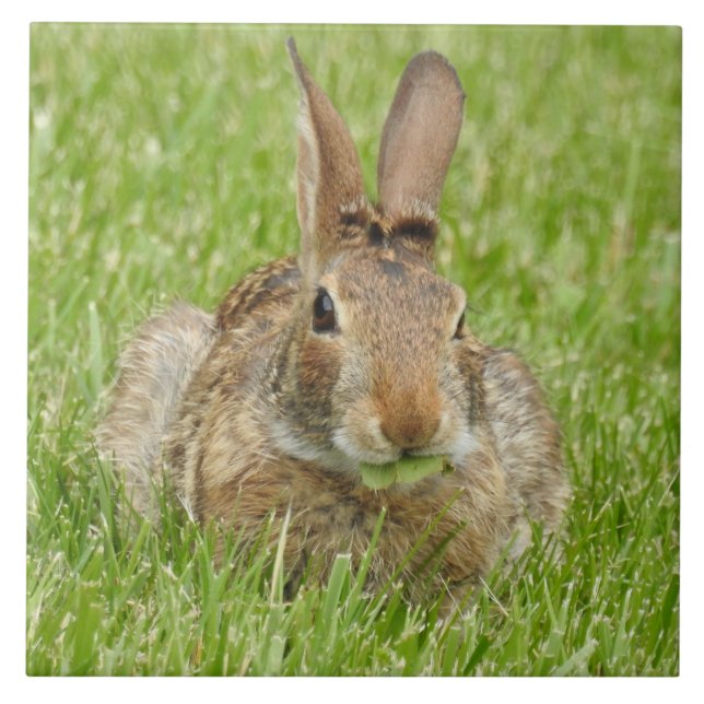 Wild Bunny Rabbit Eating The Grass Ceramic Tile (Front)