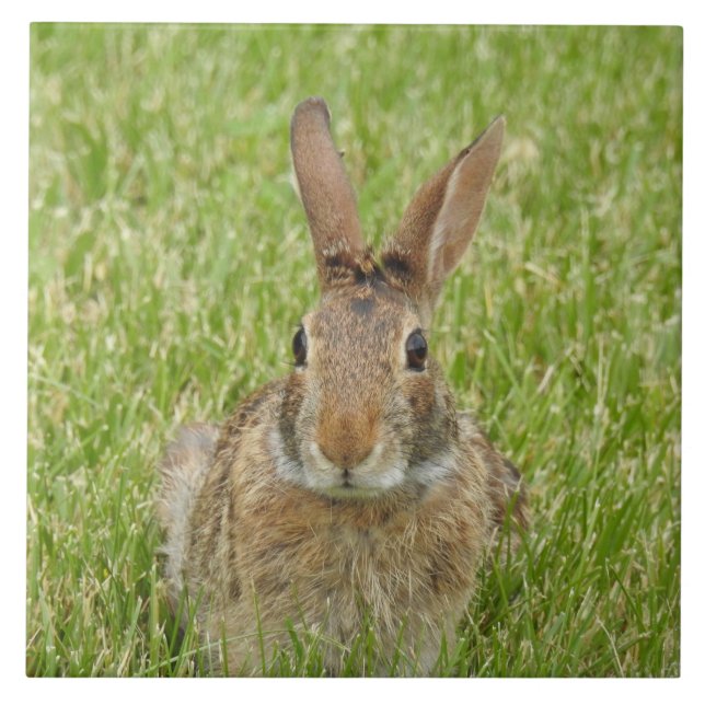 Wild Bunny Rabbit in The Grass Ceramic Tile (Front)