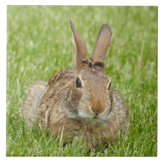 Wild Bunny Rabbit in The Grass Ceramic Tile (Front)