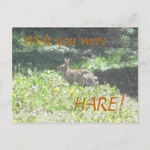 Wild Bunny "Wish you were HARE!" Postcard