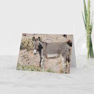 Wild Burro Greeting Card