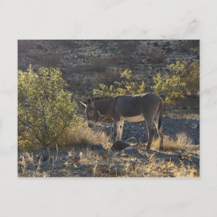 Wild Burro near Oatman, Arizona Postcard