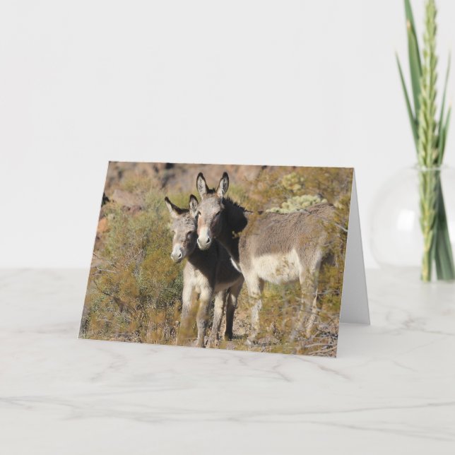 Wild Burros Greeting Card (Front)