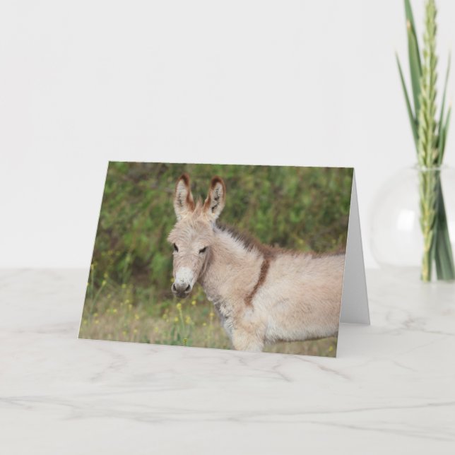 Wild Burros Greeting Card (Front)
