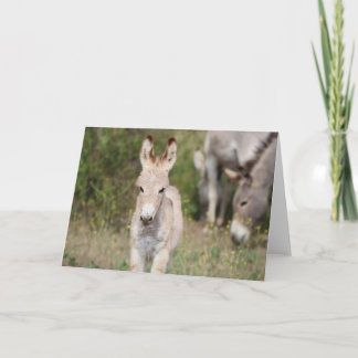 Wild Burros Greeting Card