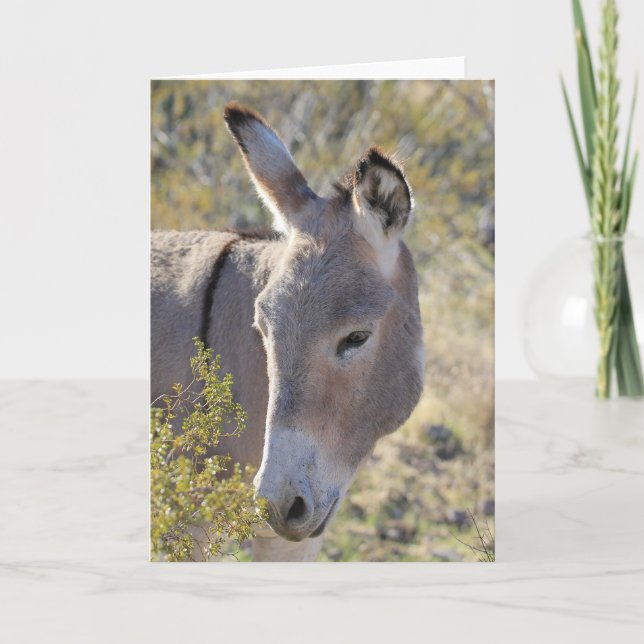 Wild Burros Greeting Card (Front)
