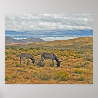 Wild Burros of Red Rock Canyon Poster