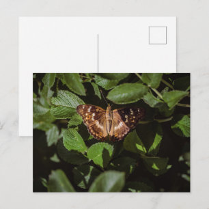 Wild Butterfly in Green Foliage Postcard