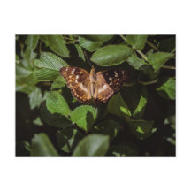 Wild Butterfly in Green Foliage