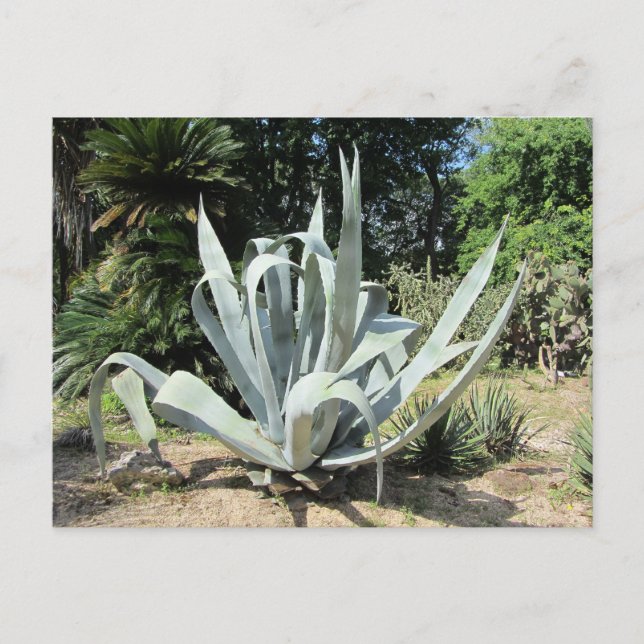 Wild Cactus Postcard (Front)