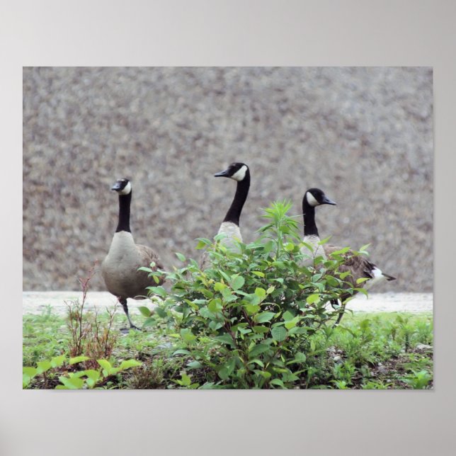 Wild Canada Goose Trio Animal Poster (Front)