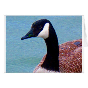 Wild Canadian Goose
