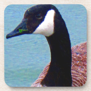 Wild Canadian Goose Coaster