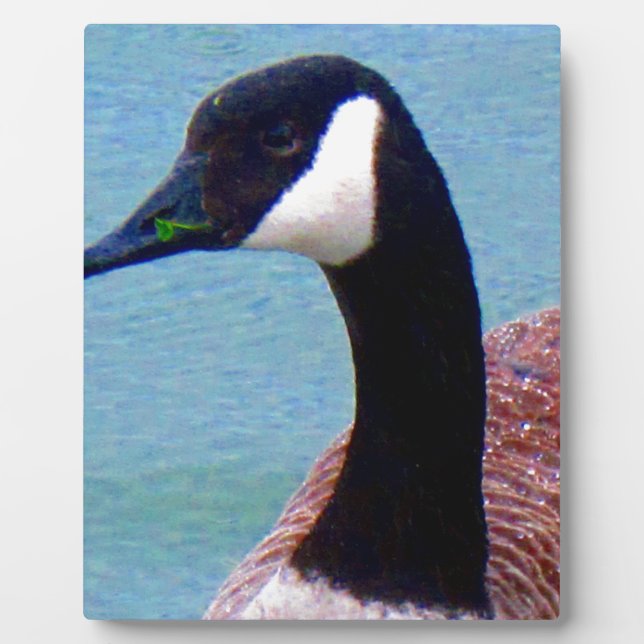 Wild Canadian Goose Plaque (Front)