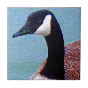 Wild Canadian Goose Tile