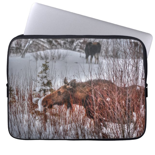 Wild Canadian Moose Cow in Winter Marsh Laptop Sleeve (Front)