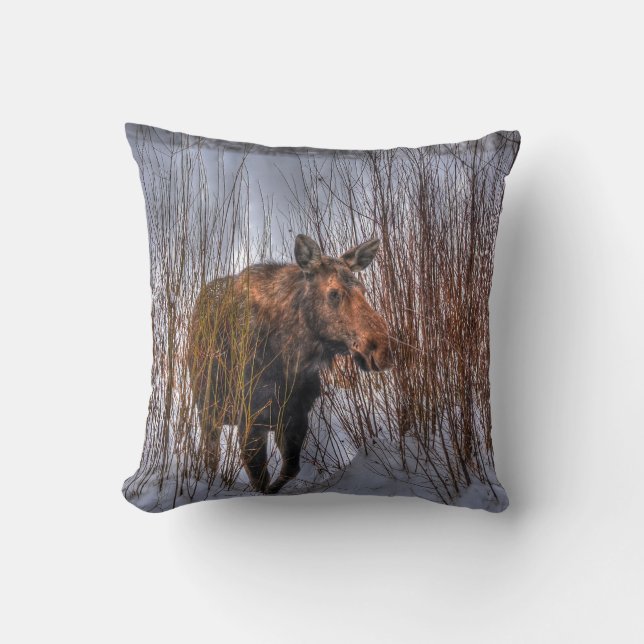Wild Canadian Moose Cow in Winter Snow Cushion (Front)