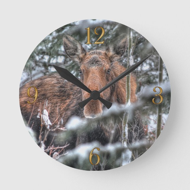 Wild Canadian Moose in Winter Forest Round Clock (Front)
