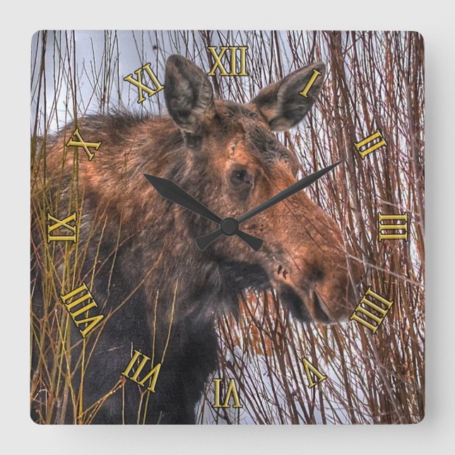 Wild Canadian Moose in Winter Snow I Square Wall Clock (Front)