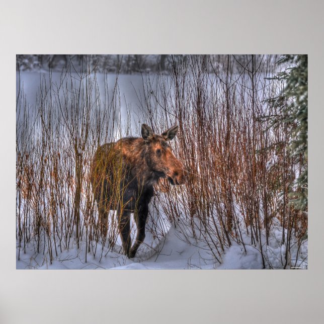 Wild Canadian Moose in Winter Snow Poster (Front)