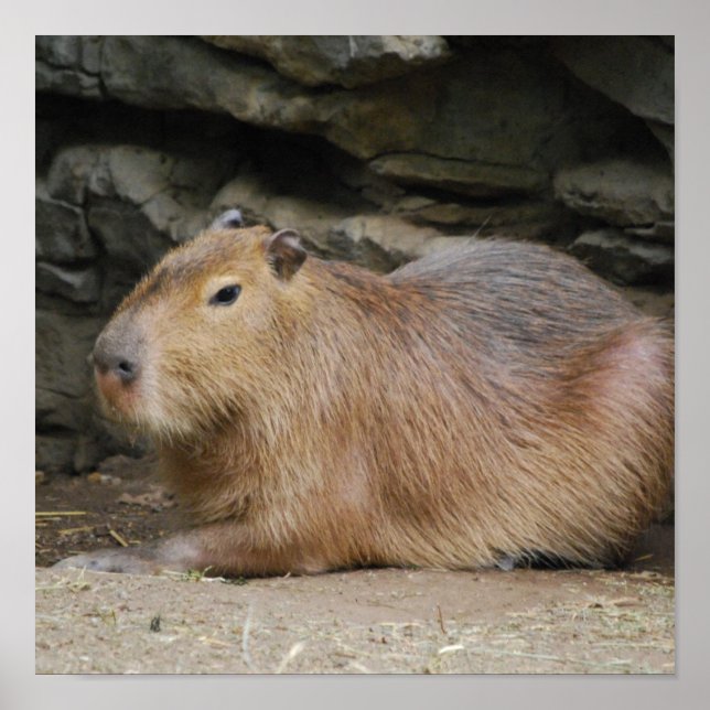Wild Capybara Poster (Front)