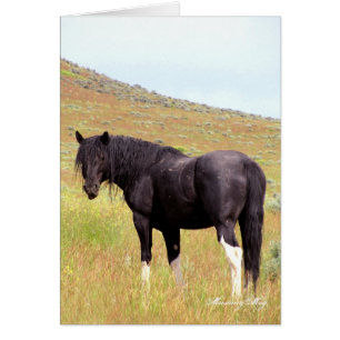 Wild Card~ Band Stallion of Steens